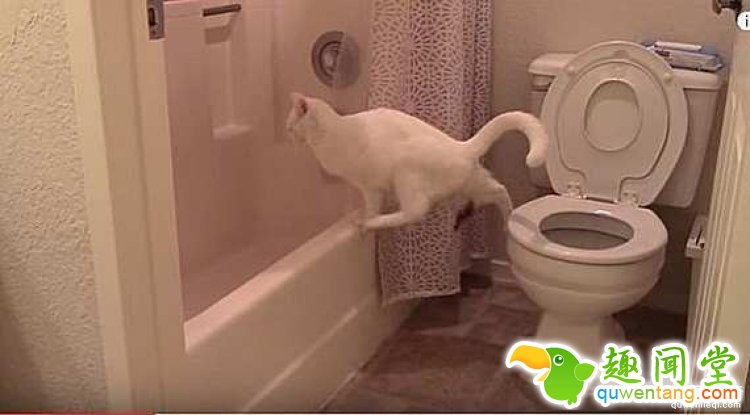 【萌宠】洁癖喵星人模仿主人上厕所，不料“黄金”却掉到地上了！