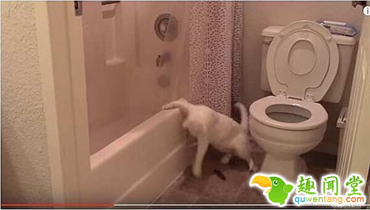 【萌宠】洁癖喵星人模仿主人上厕所，不料“黄金”却掉到地上了！