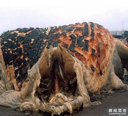 南非海怪的传说是真的吗？它长什么样？