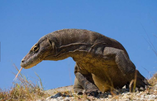 贪吃的巨蜥看到同伴叼着鹿肉便扑上去抢食