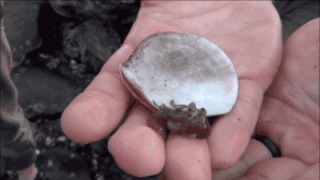 鲸鱼的血管粗到可以让小孩游泳？盘点10个