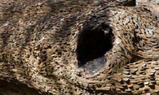 男子野外发现了传说中的“摇钱树”！然而