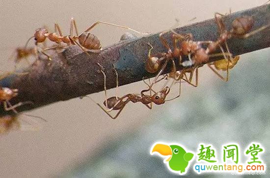 昆虫学家亲身体验被虫子咬，这描述令人头皮发麻