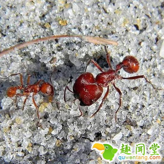 昆虫学家亲身体验被虫子咬，这描述令人头皮发麻