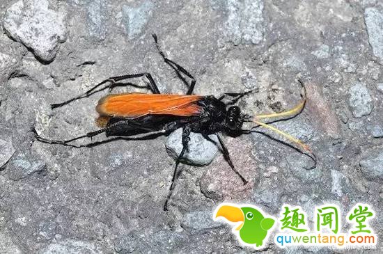 昆虫学家亲身体验被虫子咬，这描述令人头皮发麻