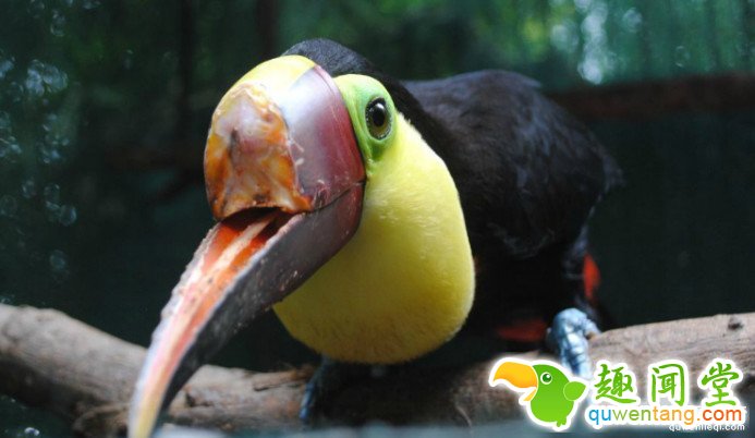 海关查获这些「认不出来」的比象牙珍贵走私品，等终于调查出「是什么的动物的头后」都心碎了...