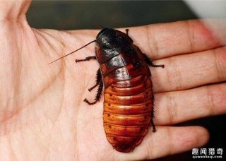 恶心！美女晚上睡觉前擦护唇膏，半夜遭蟑