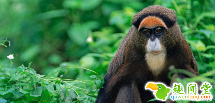 世界上最多彩的动物，看到最后的毛毛虫我炸了