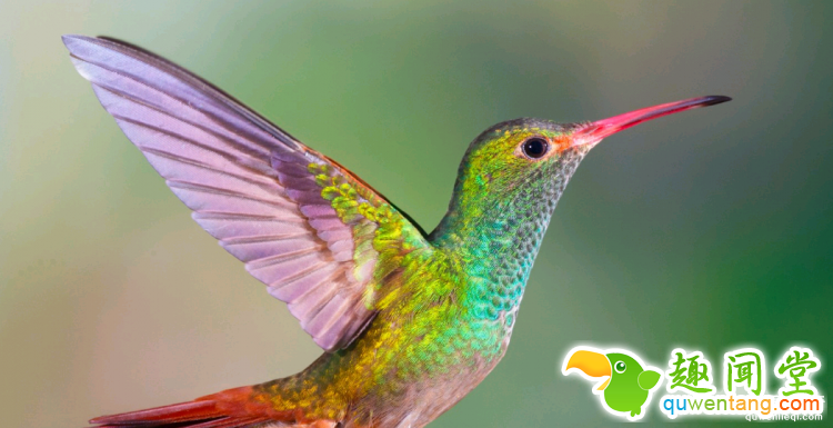 世界上最多彩的动物，看到最后的毛毛虫我炸了