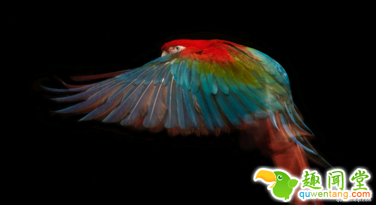 世界上最多彩的动物，看到最后的毛毛虫我炸了