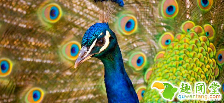 世界上最多彩的动物，看到最后的毛毛虫我炸了