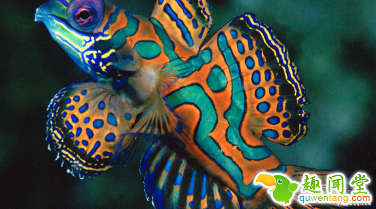 世界上最多彩的动物，看到最后的毛毛虫我炸了