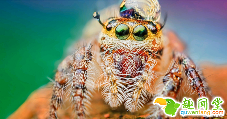 世界上最多彩的动物，看到最后的毛毛虫我炸了
