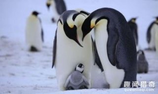 动物界也有喜欢偷情的？这些奇葩动物都爱