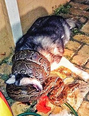 听到狗叫没当回事 唤狗没反应出去一看差点吓晕！ 第2张图片