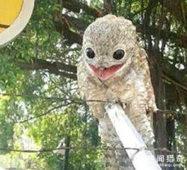 农夫发现怪鸟！长相似猫头鹰，眼球全黑无