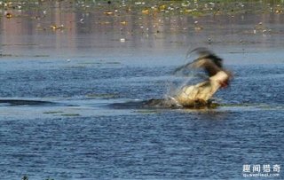 真的是饿狠了！鳄鱼30秒吞袋鼠