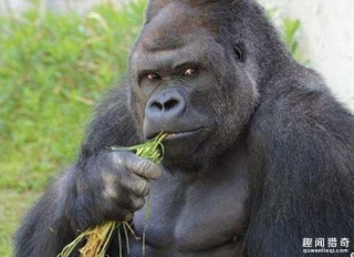 黑猩猩初到日本就靠男模架势爆红，少女都