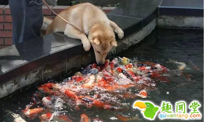 照片神吐槽，看着看着就笑了！