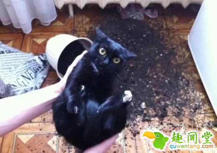 照片神吐槽，看着看着就笑了！