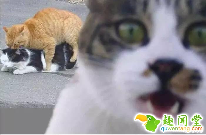 照片神吐槽，看着看着就笑了！