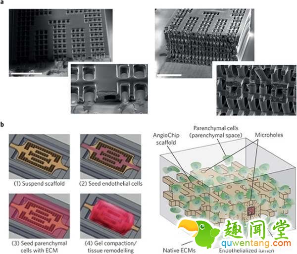 科学家发明了活生生的“人体晶片”可自行生长器官--趣味说