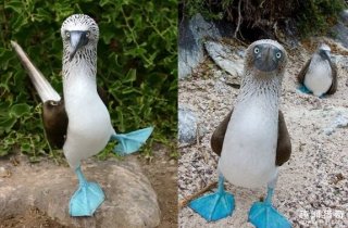 绝对不是P的！这种小动物天生就是蓝色的