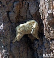 男子发现悬崖峭壁有东西在移动，走近一看