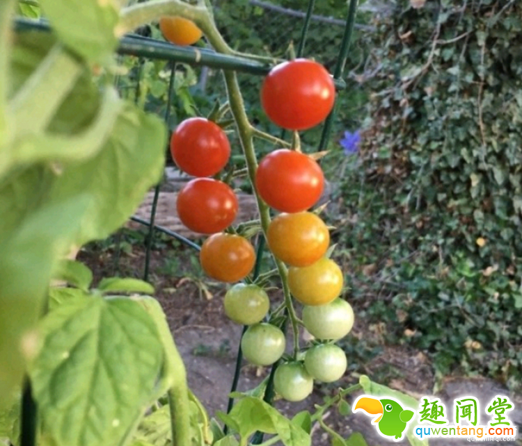 食物也有处女座？看完心里直痒痒