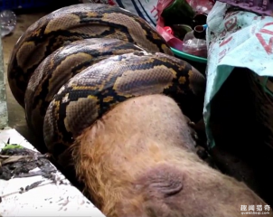 女主人半夜起床下楼时，惊见爱犬被一条