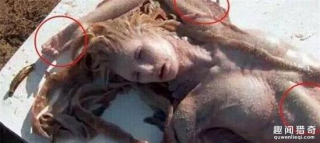 各地流传的美人鱼真相，那么美人鱼真面目