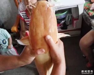 村民养鱼池中抓到罕见怪鱼，通体白色让人