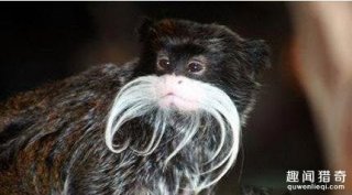 全球六大罕见动物 你知道哪几个？