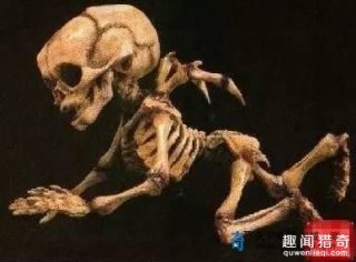 现实版天使：科学家发现长翅膀的人形怪物