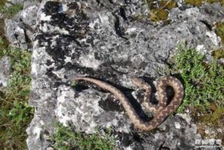 男子在野外本以为打死毒蛇，没想到突然诡