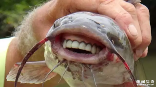 澳洲男子抓到怪鱼长有人类牙齿 有“切球