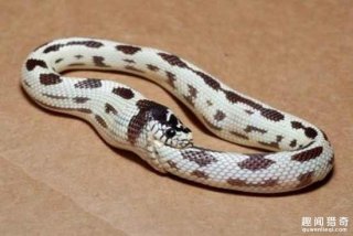 奇葩的蛇，吞下自己，剩下一个圈