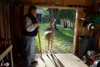 救了一头鹿带回家 于是他家变成了野生动