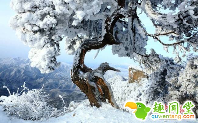 大雪覆盖后的树木。肖洪波 摄