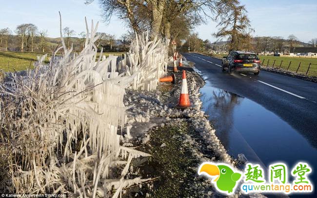 图为被冻住的植物。
