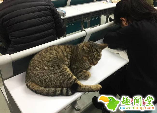 猫咪在桌子上休息。伍洁 摄