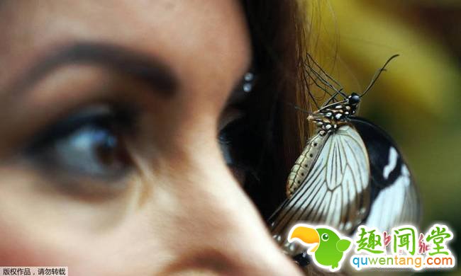 英国皇家花园举办蝴蝶展 美女“招蜂引蝶”(组图)