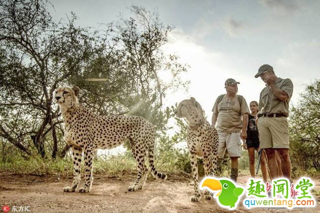 2018年1月12日消息，南非侯斯普瑞特Tshukudu私人动物?；で腥霾煌俺５牡加巍涣员?。图片来源：东方IC 