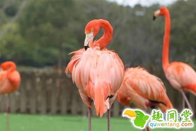 1月18日，上海野生动物园的火烈鸟在整理羽毛。 新华社记者杜潇逸 摄