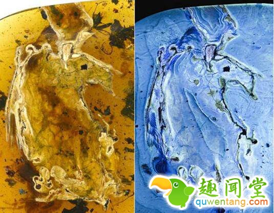 “煎饼鸟”标本自然光照片与荧光照片邢立达供图