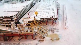 吓坏了！俄罗斯男子拿食物诱惑饥饿北极熊