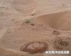 美女在沙漠没水喝，把身上的一瓶矿泉水倒