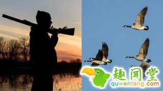 美国大叔打死大雁反被尸体砸晕 醒来只记