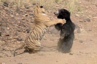 印度上演熊虎争霸 暴怒熊妈击退老虎