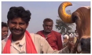 印度人把牛捧太高，流浪牛成灾，当地人修